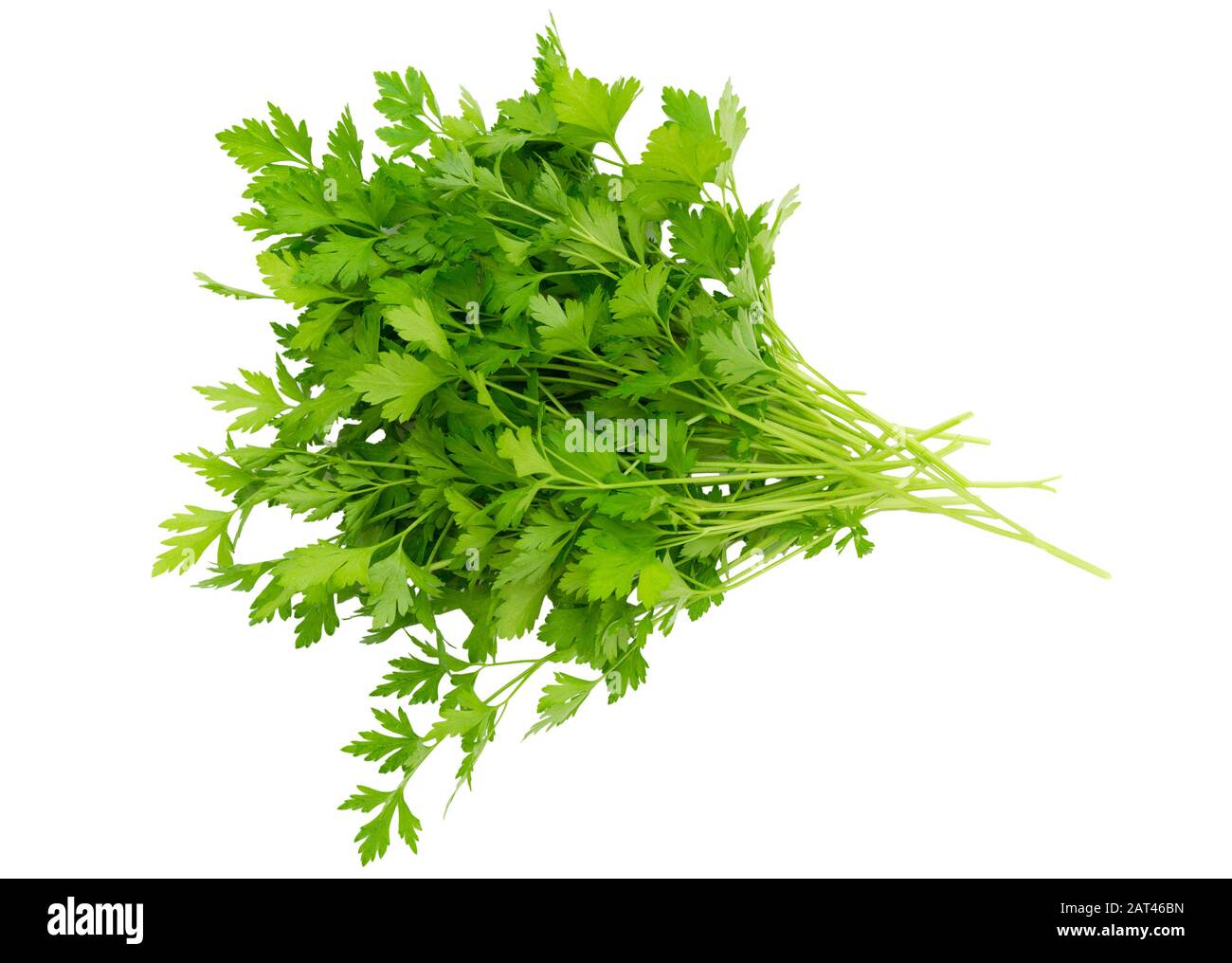 Parsley leaf isolated on white background. Fresh organic parsley herb ...