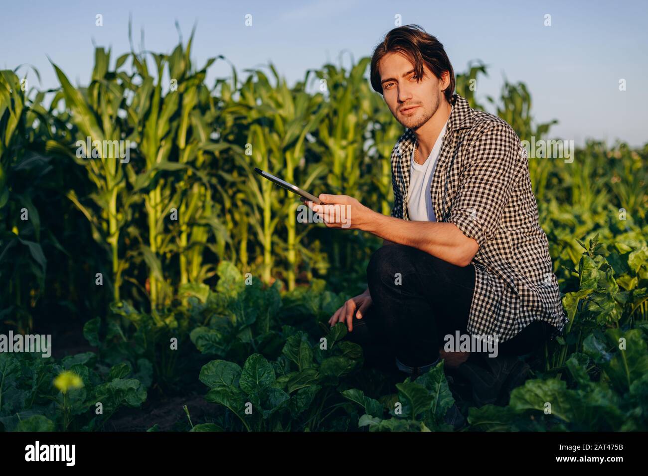 Agronomist  in a sunflower field  taking control of the yield with ipad and looking at tha camera Stock Photo