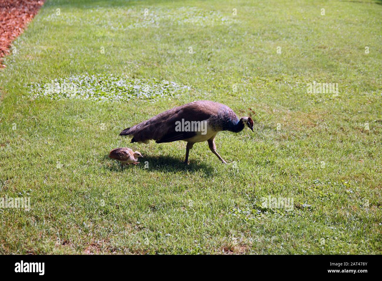 The Big And The Small Peacock Stock Photo Alamy The big and the small peacock stock photo alamy