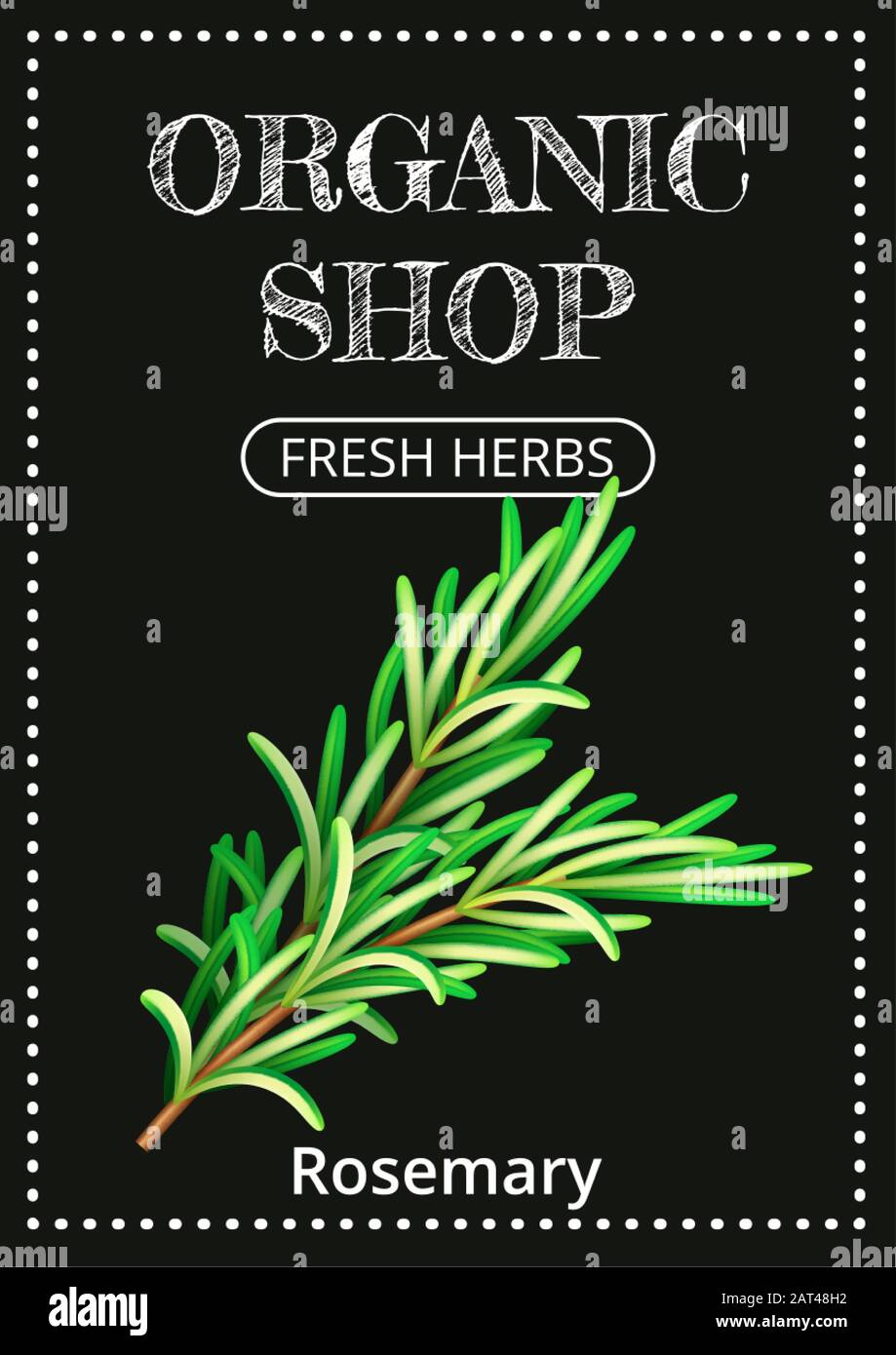 Vertical banner with a realistic rosemary on coated chalk background. Fresh herbs, popular culinary plants, natural health care. Template for products Stock Vector