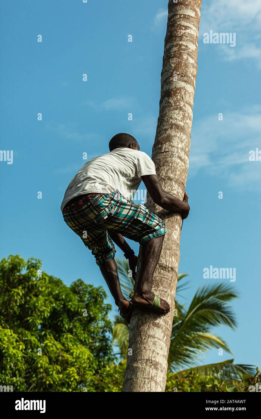 A young man climbing a palm to harvest coconuts Stock Photo