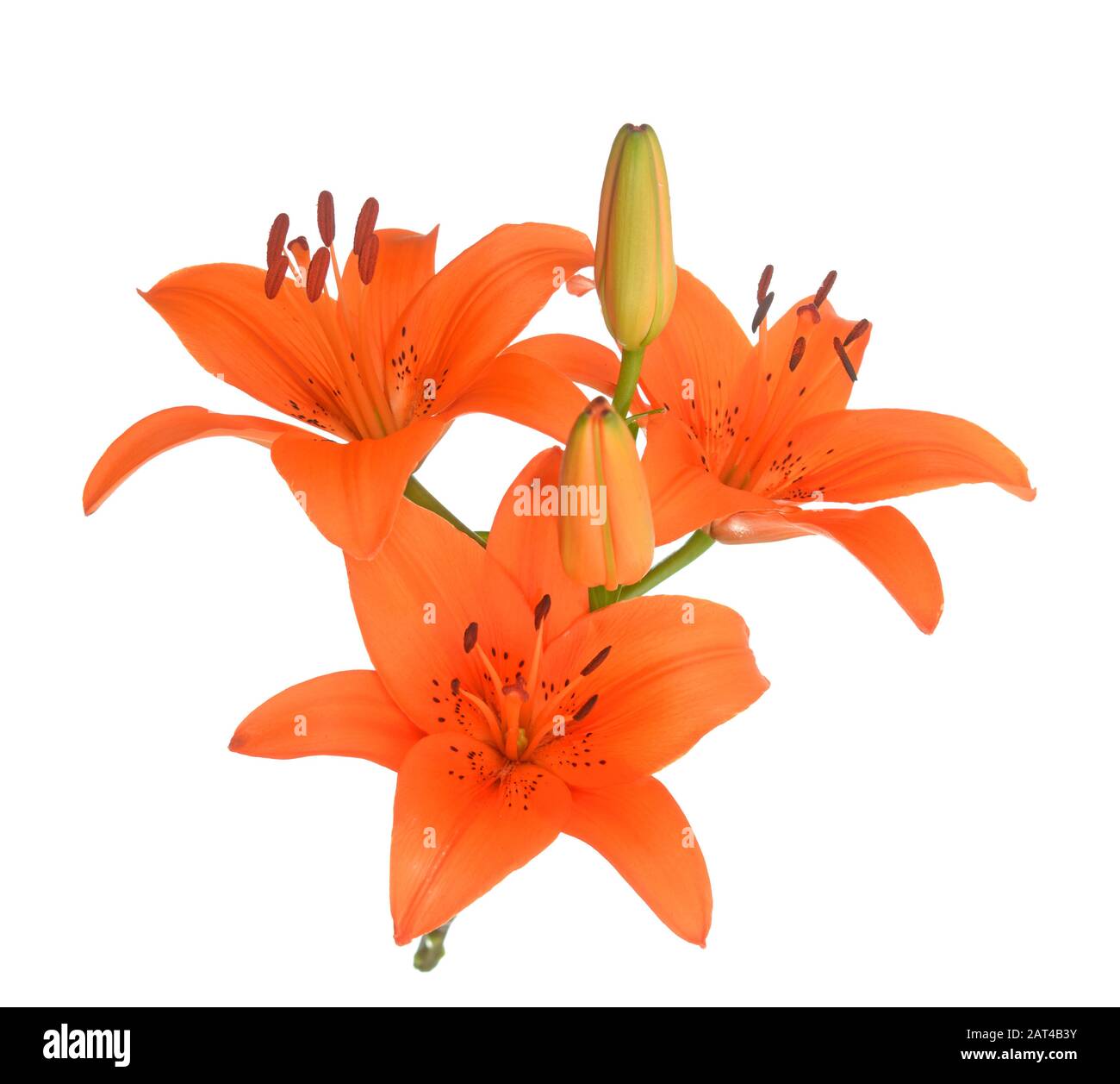Orange color lily flower isolated on white Stock Photo Alamy