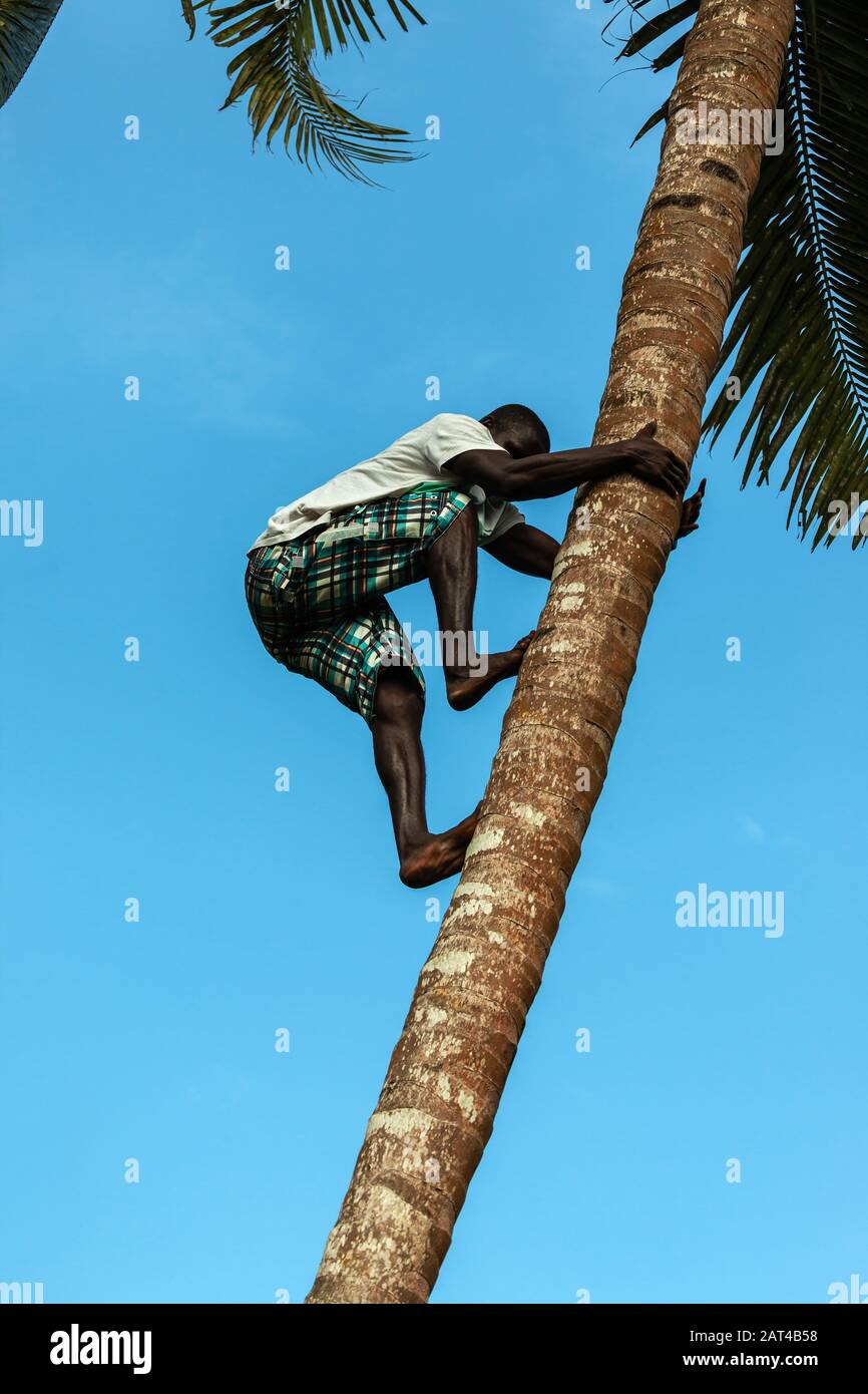 A young man climbing a palm to harvest coconuts Stock Photo