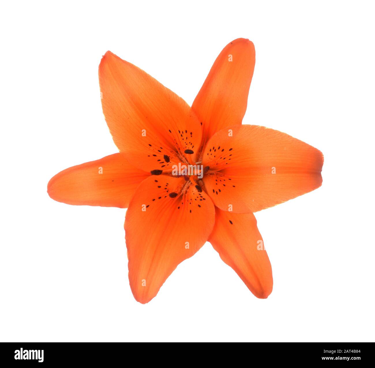 Orange color lily flower isolated on white Stock Photo Alamy