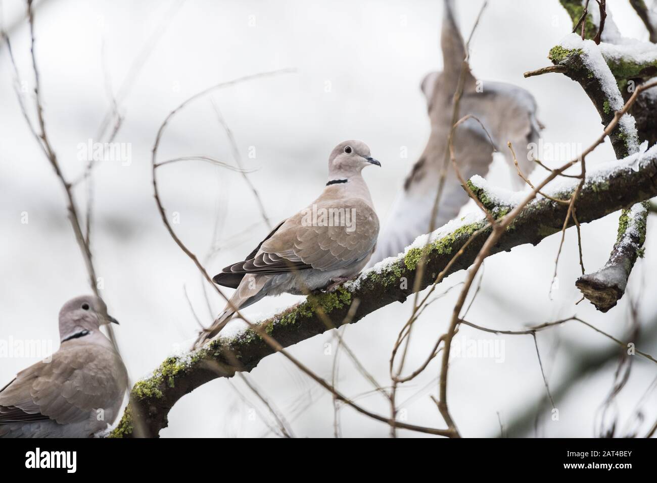Collared Dove on snowy branch Stock Photo