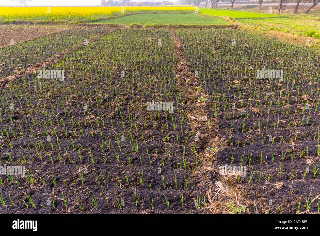 Onion farming india hires stock photography and images Alamy