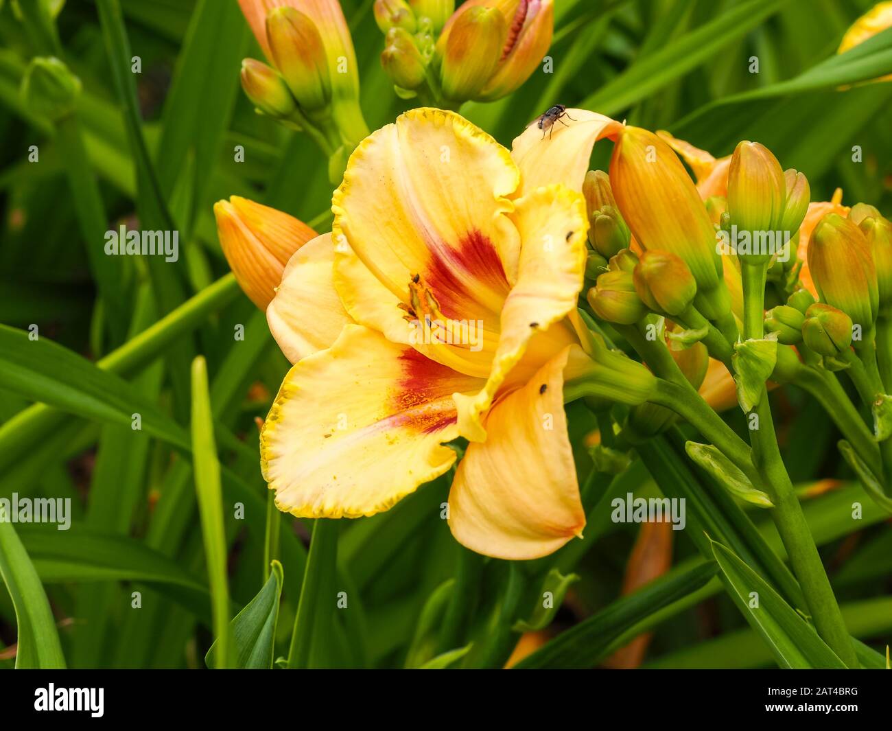 Large yellow flower, buds and green leaves of the daylily Hemerocallis variety Custard Candy Stock Photo