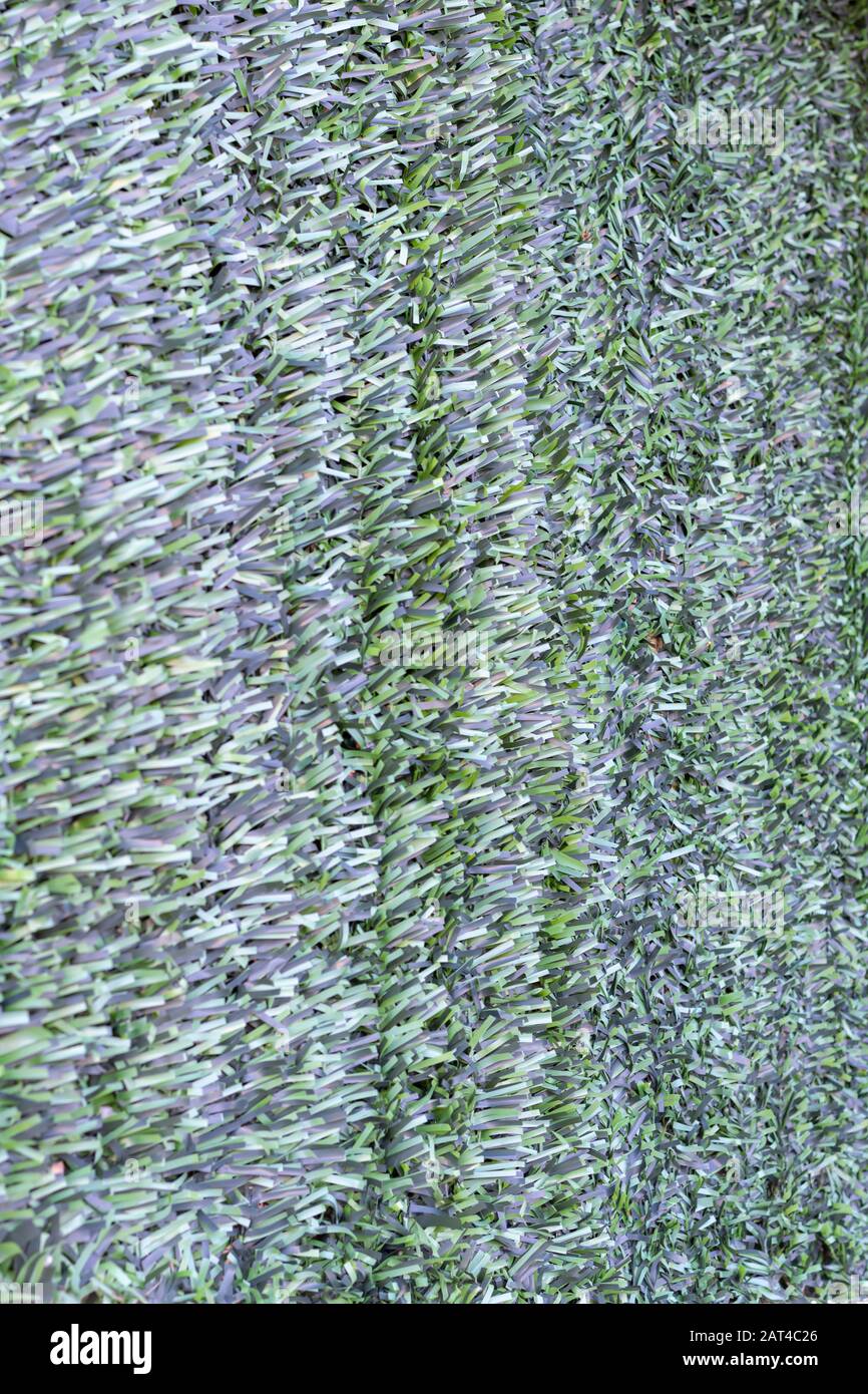 Artificial hedge. Green texture. Selective focus. Background. Stock Photo