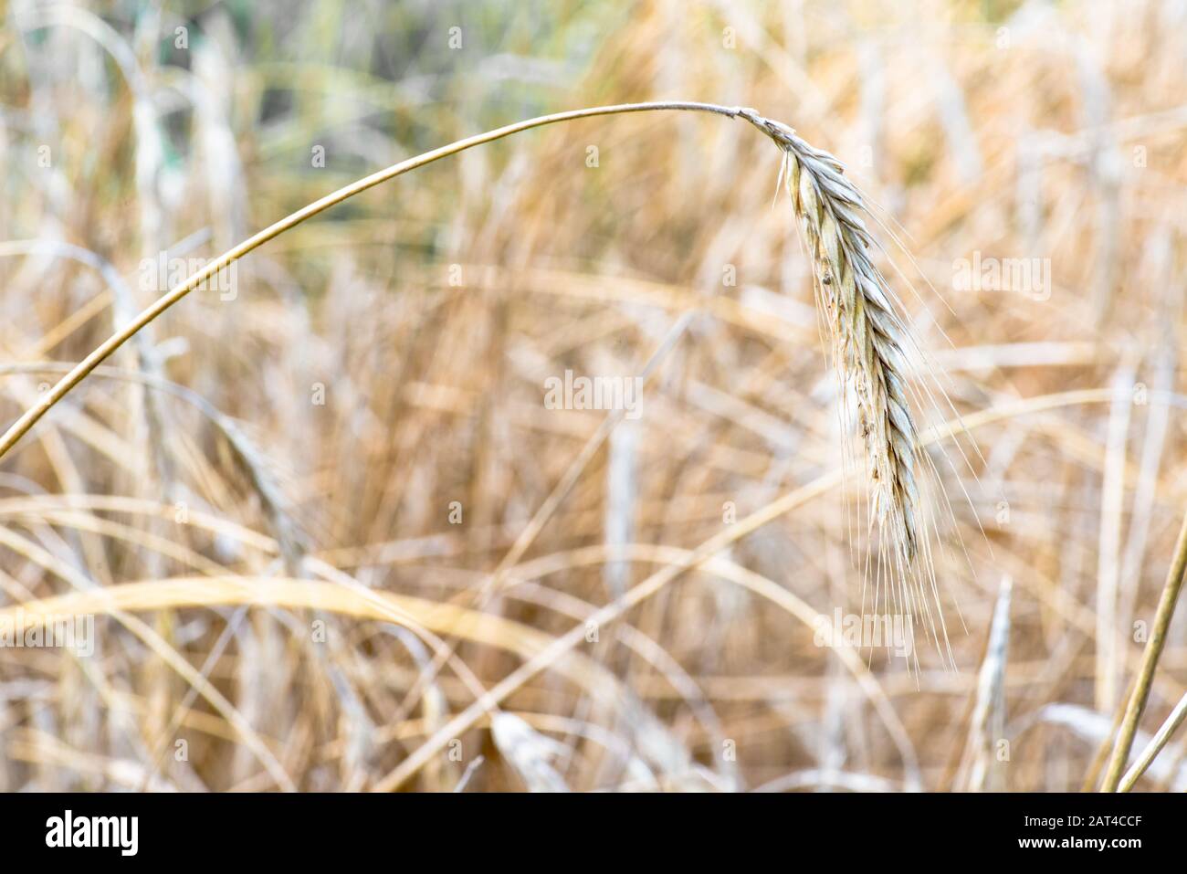 Small farmer rye field at Romny, Ukraine Stock Photo - Alamy
