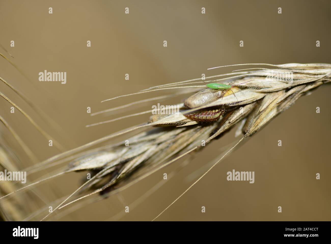 Ukraine Rye Field Ukraine agriculture wheat hi-res stock photography and images - Alamy