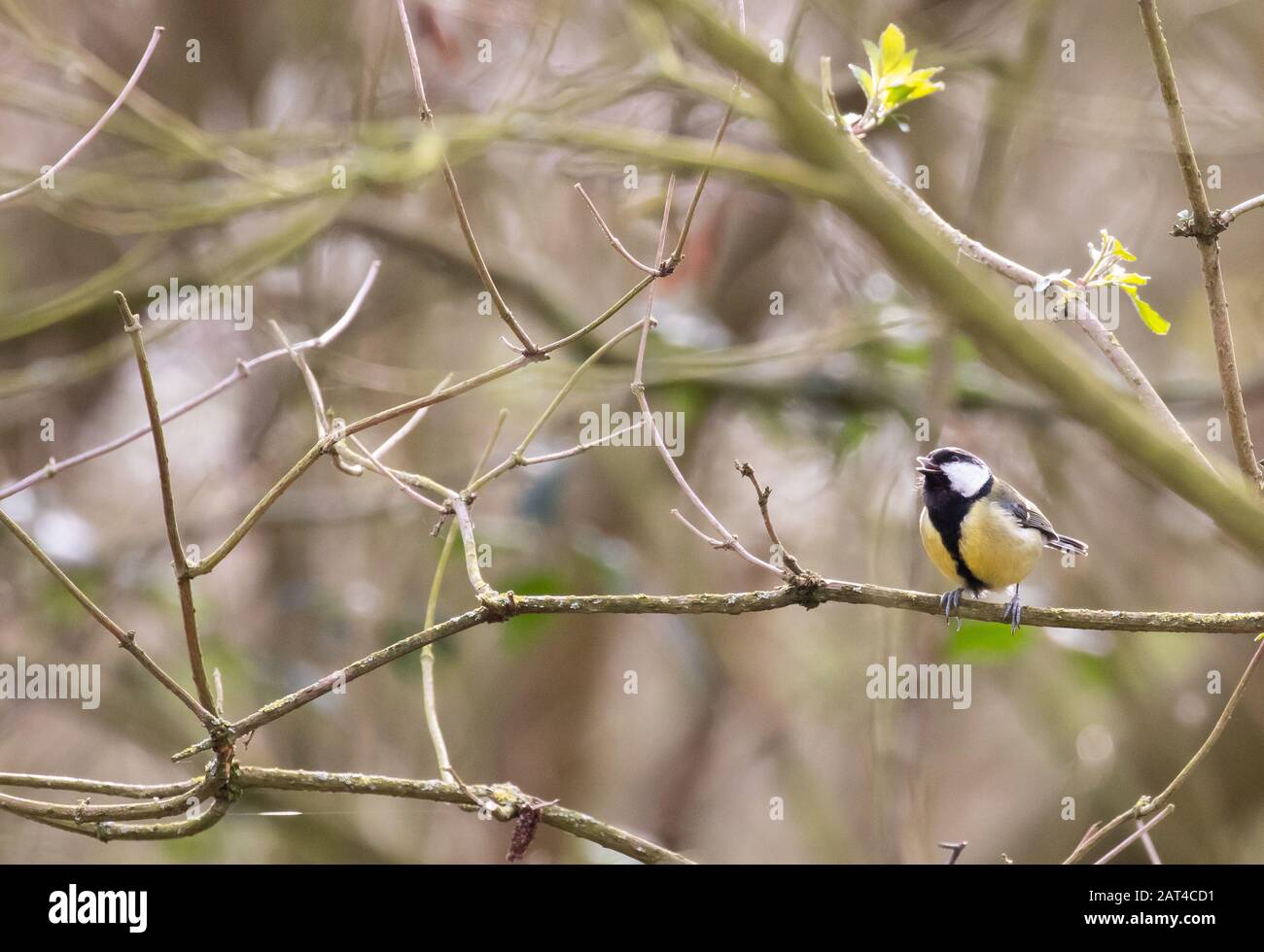 A great tit singing from a branch against a cluttered woodland background Stock Photo