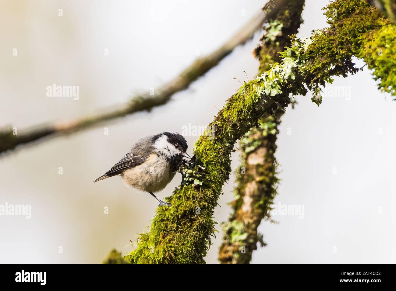 Coal tit on mossy branch Stock Photo
