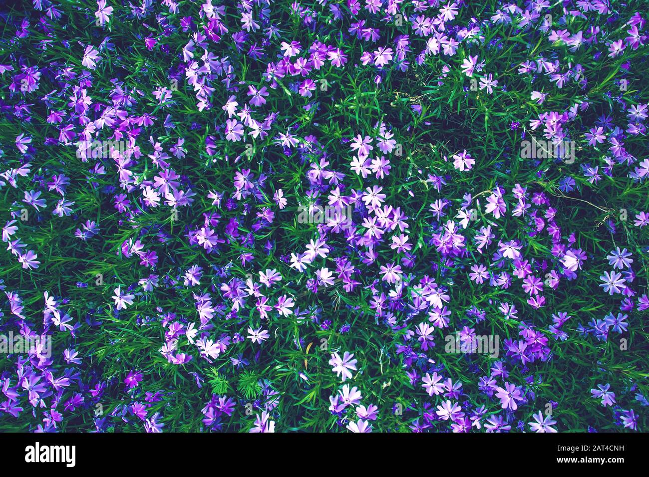 Purple grass hi-res stock photography and images - Alamy