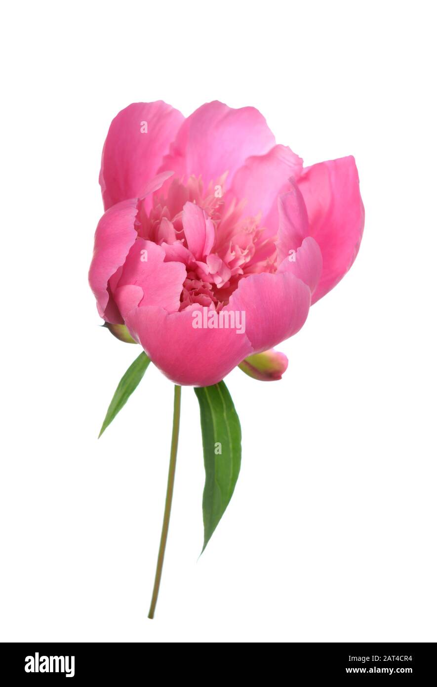Single pink peony flower isolated on white Stock Photo - Alamy