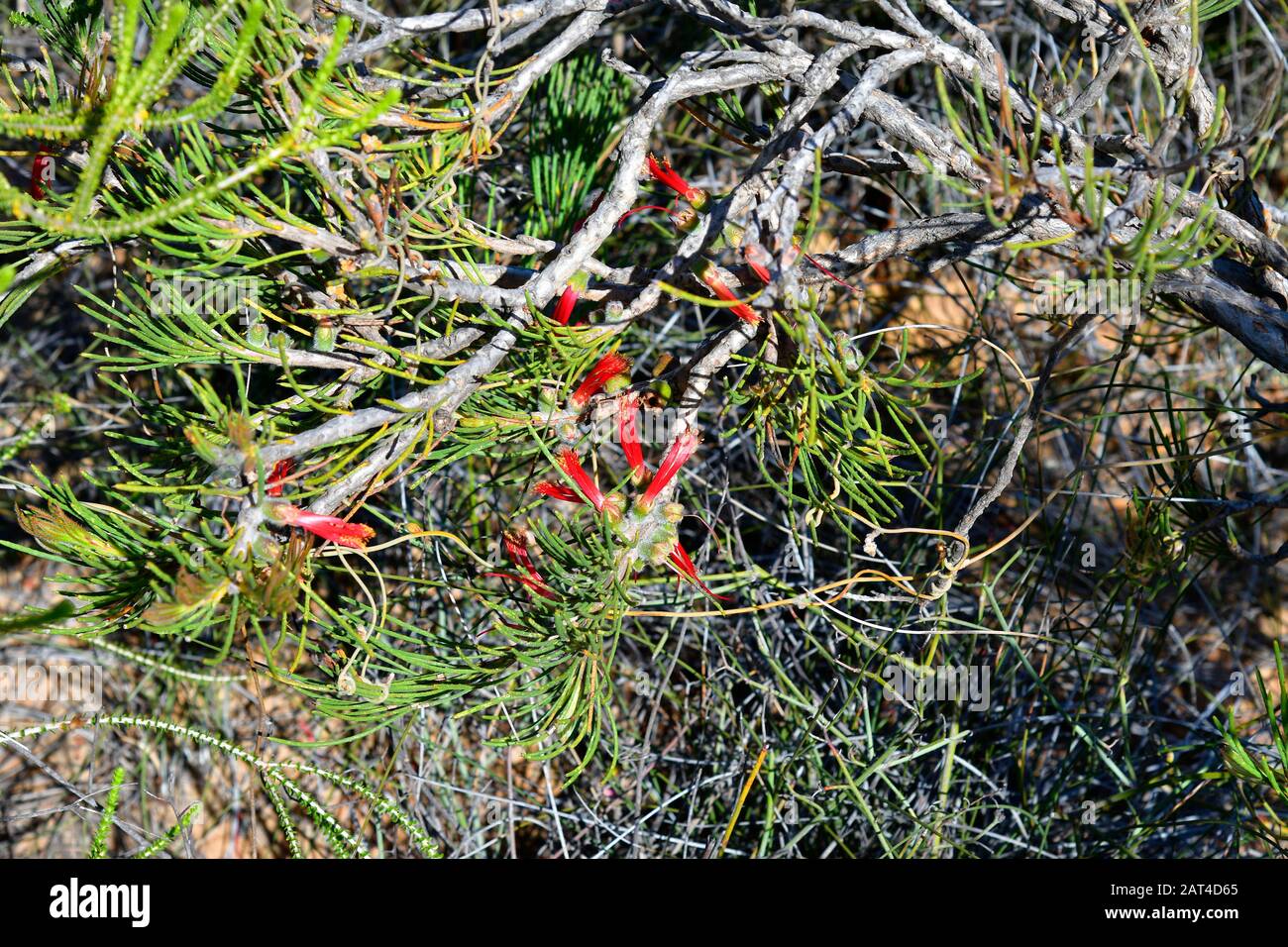 Australia, she-oak mistletoe Stock Photo