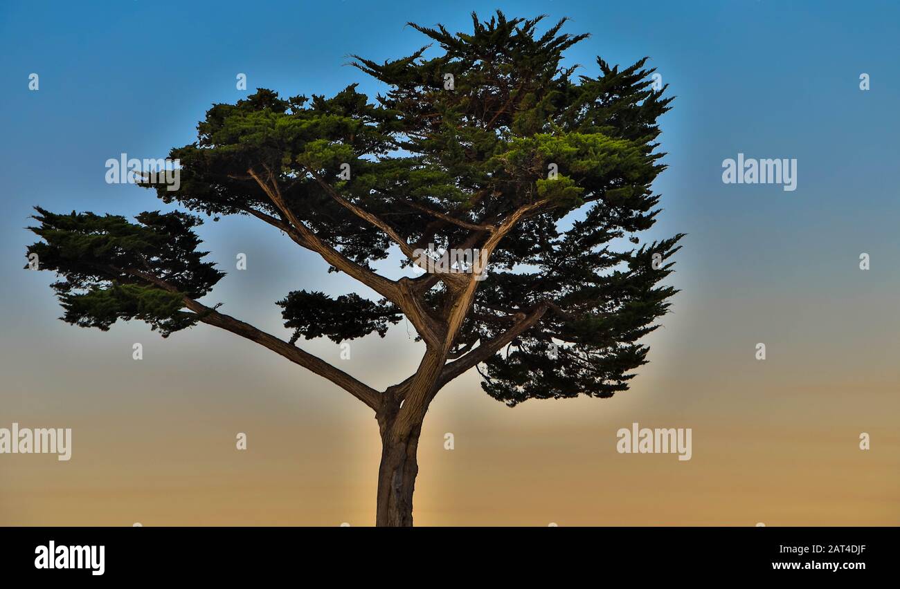 Cypress trees in the evening light Stock Photo