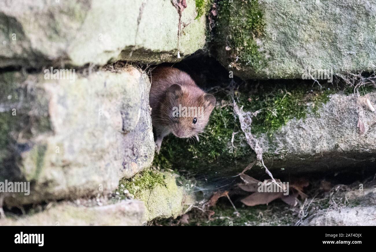 A cautious field vole peeking out from between the stones of a mossy dry stone wall Stock Photo
