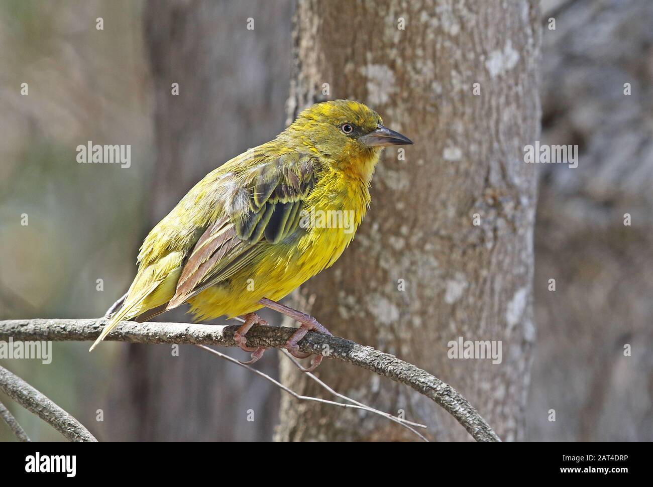Cape Weaver (Ploceus capensis) male perched on twig  Western Cape, South Africa             November Stock Photo