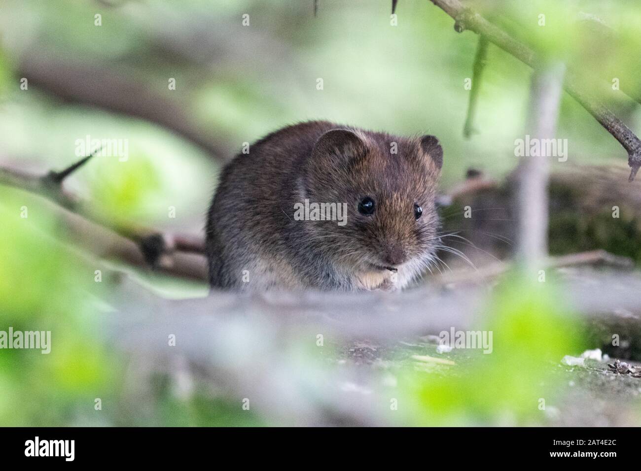 A furry little field vole eating a seed underneath a dense hawthorn hedgerow Stock Photo