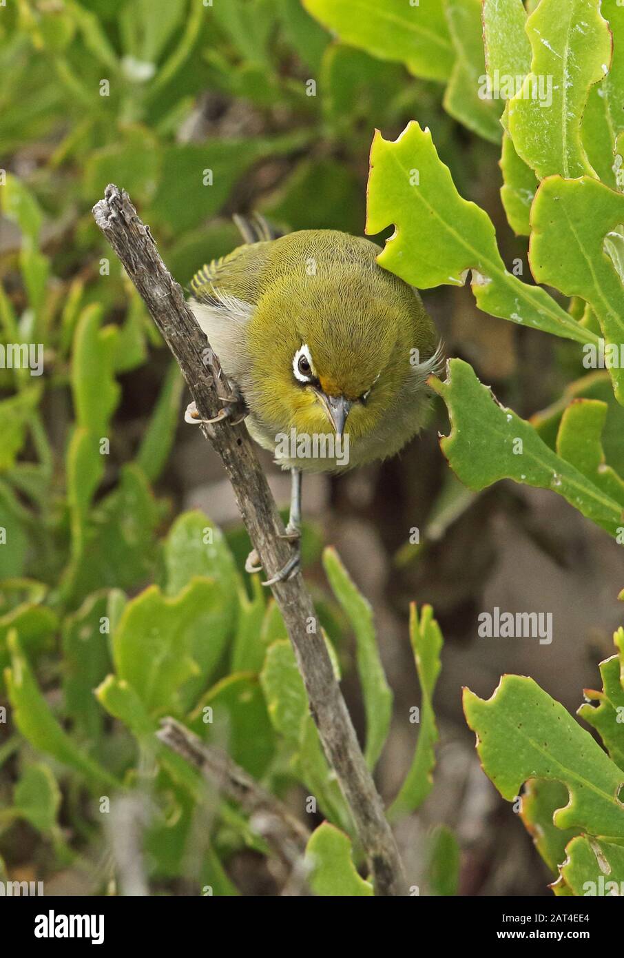 Cape White-eye (Zosterops virens capensis) adult in coastal scrub  Western Cape, South Africa             November Stock Photo