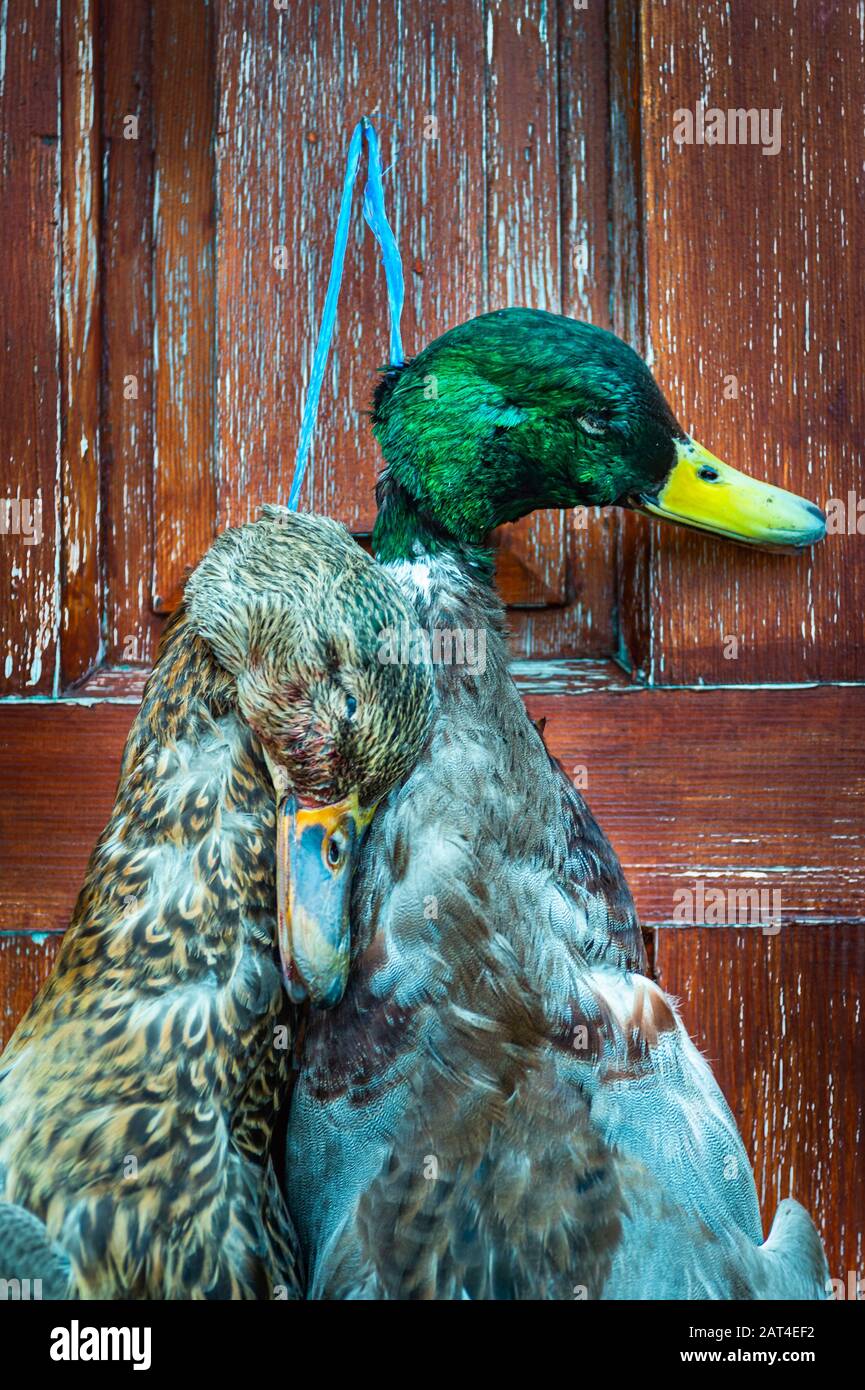 Two Mallard ducks (Anas platyrhynchos) a duck and a drake, hanging on a door following a duck shoot Stock Photo