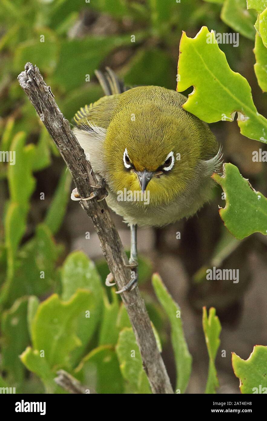 Cape White-eye (Zosterops virens capensis) close up of adult in coastal scrub  Western Cape, South Africa             November Stock Photo