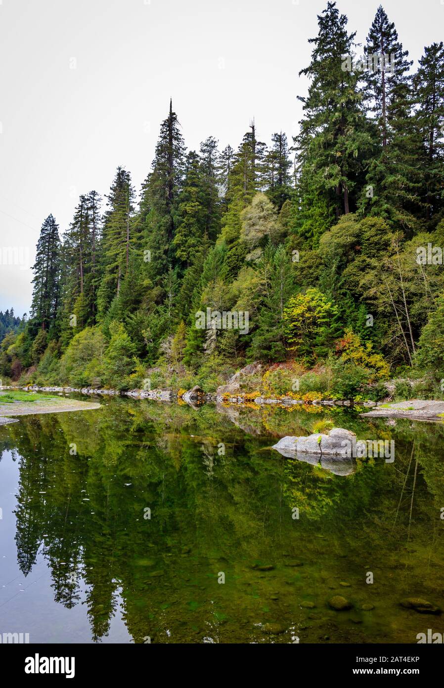 The redwoods reflect off the water at Grizzly Creek Redwoods State Park, California, USA Stock Photo