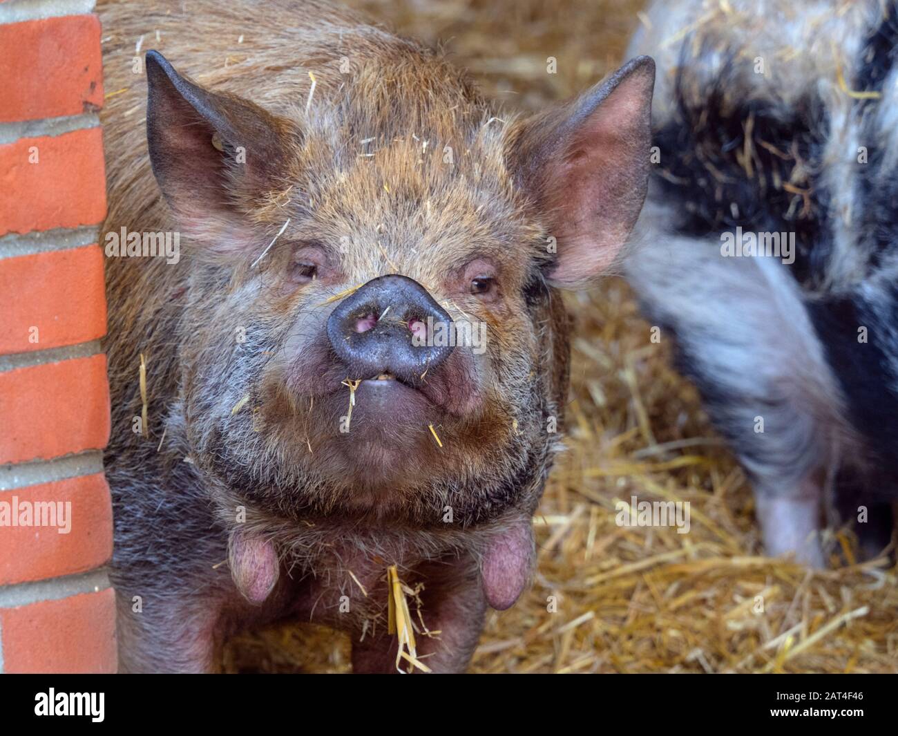 Kunekune Sus scrofa domesticus domestic pig from New Zealand Stock Photo