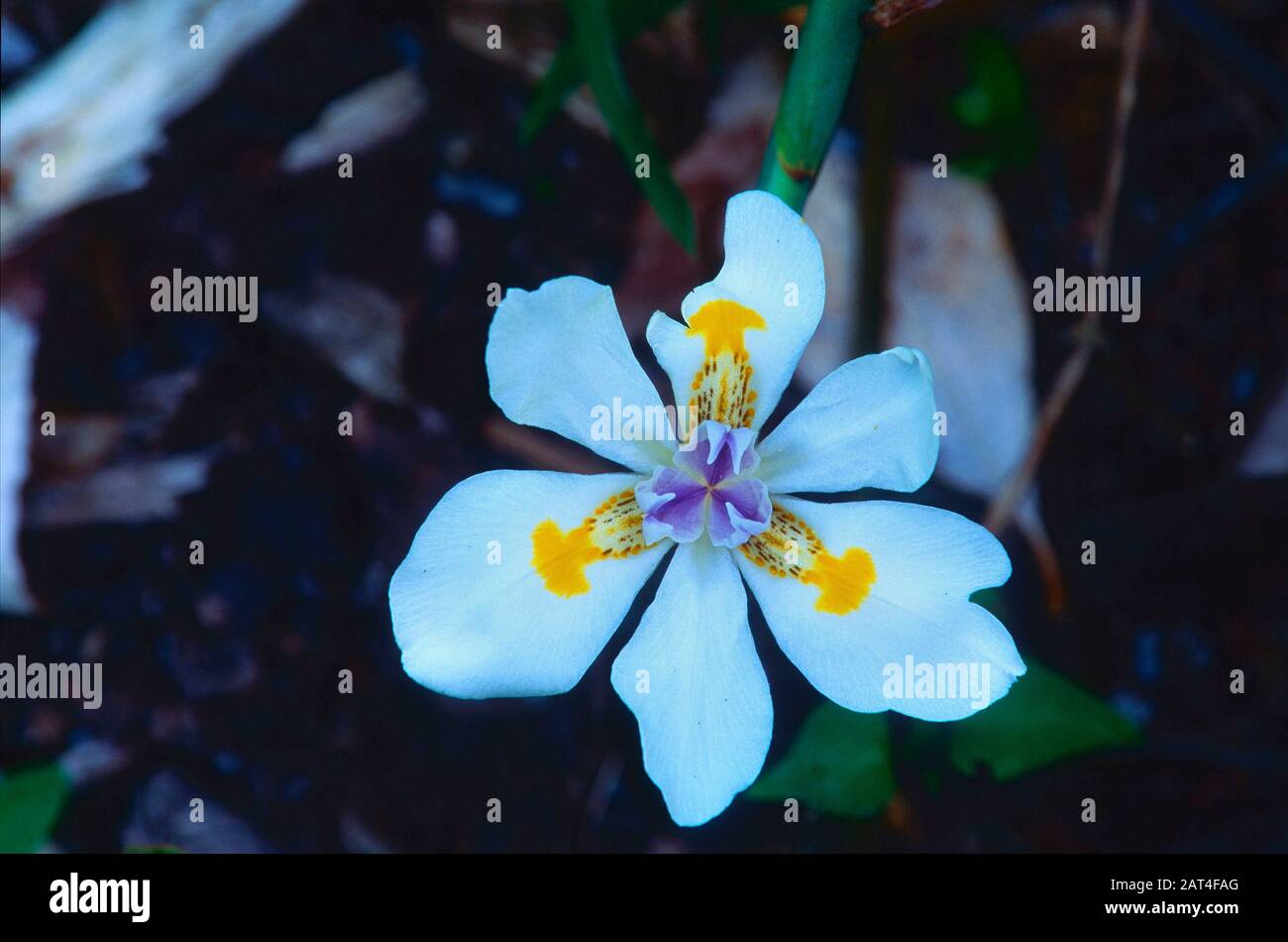 Dieta grandiflora hi-res stock photography and images - Alamy