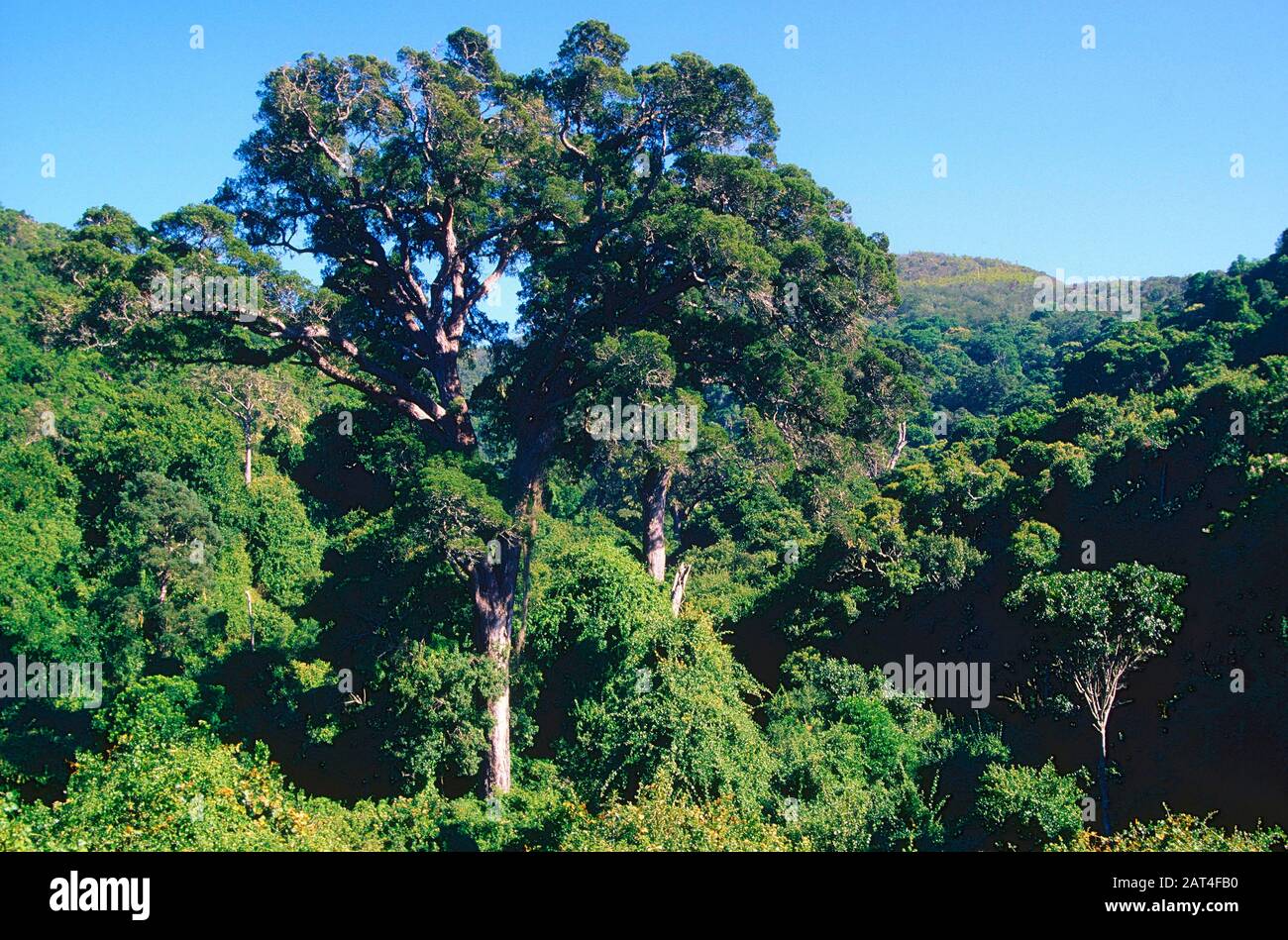 Yellowwood tree hires stock photography and images Alamy