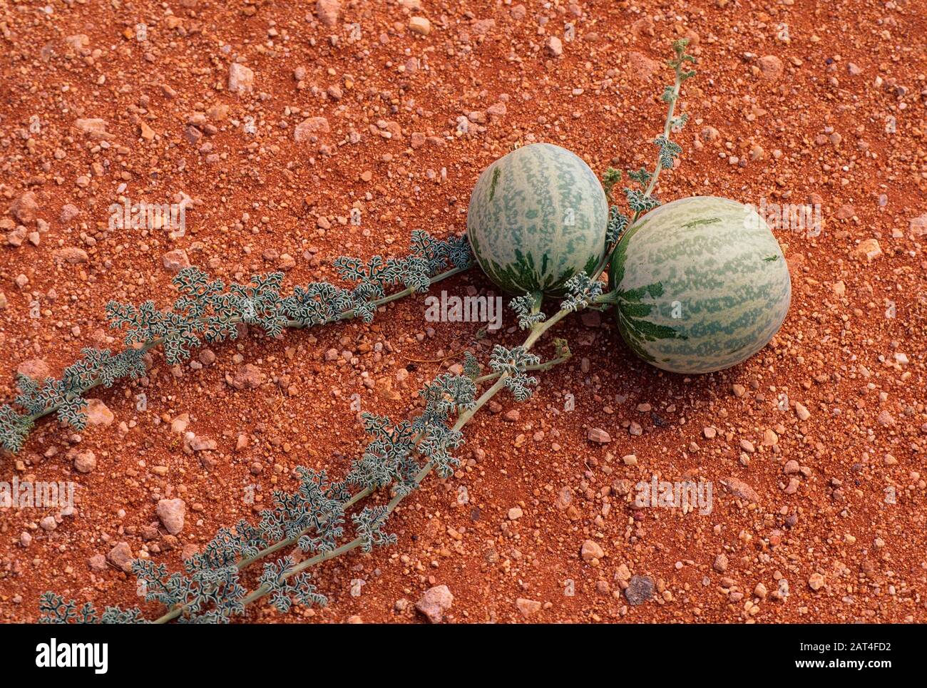 Ecirrhosus hi-res stock photography and images - Alamy