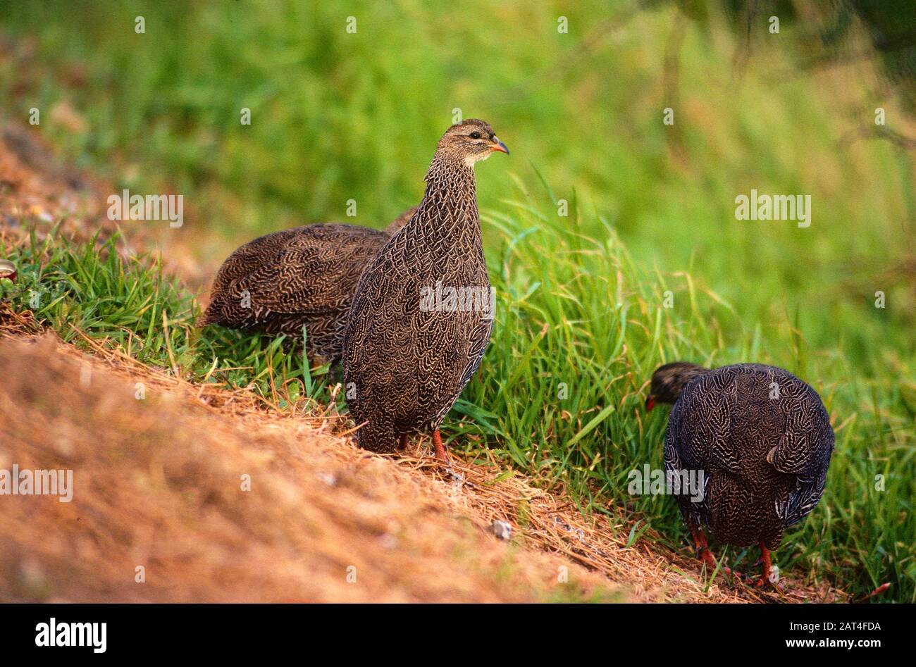 Cape Francolin, Francolinus capensis, Phasianidae, bird, animal, Cape of Good Hope, South Africa Stock Photo