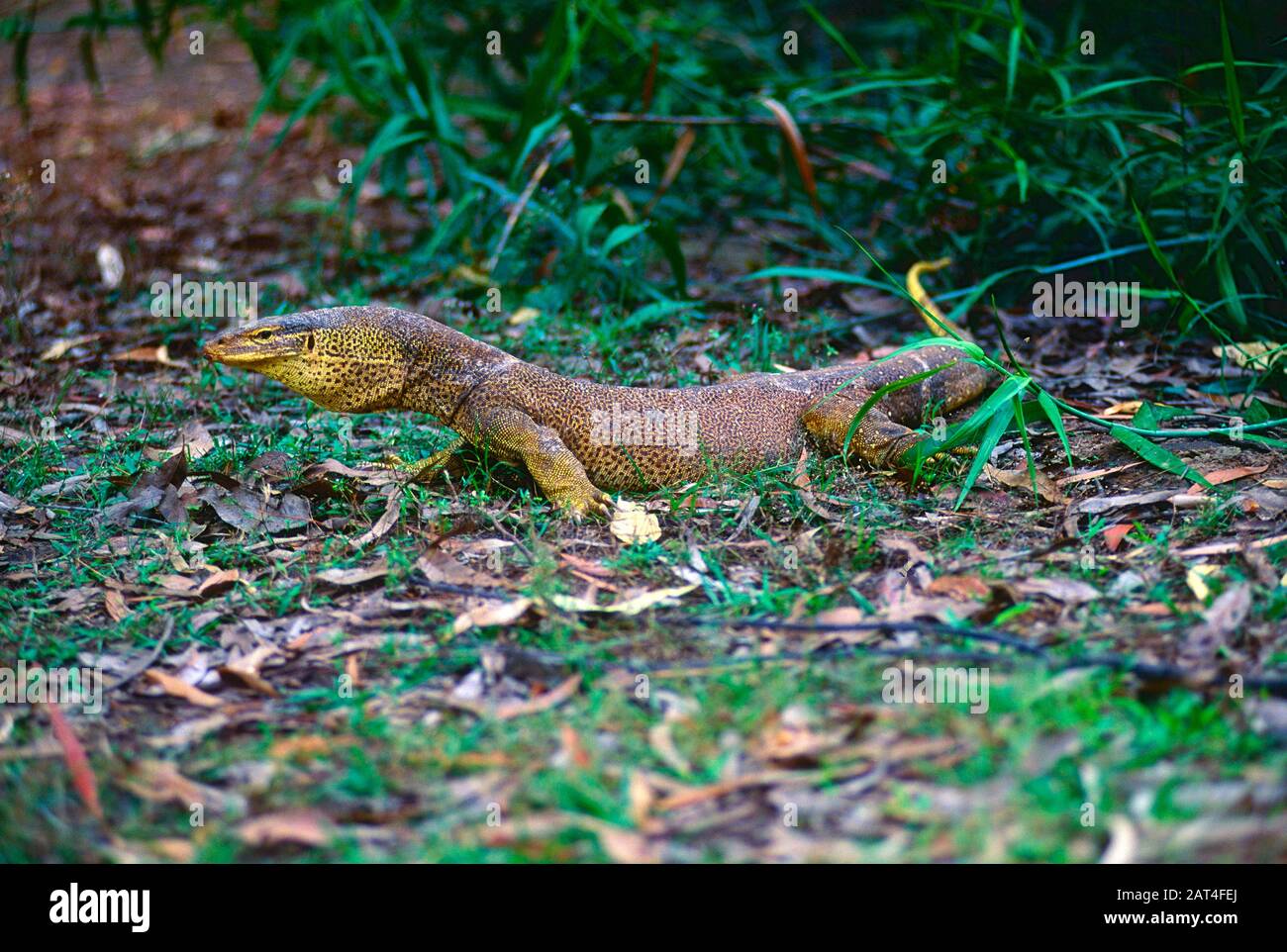 Gould's Waran, Varanus gouldii, Varanidae, Waran, lizard, reptile, animal, Kakadu National Park, Northern Territory, Australia Stock Photo
