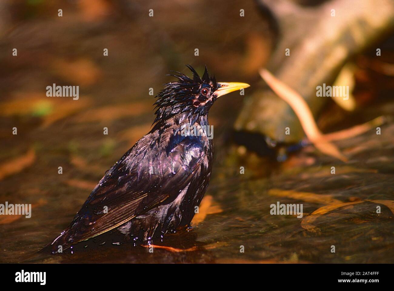 Spotless Starling, Sturnus unicolor, Sturnidae, Starling, bathing, bird, animal, Corsica, France Stock Photo