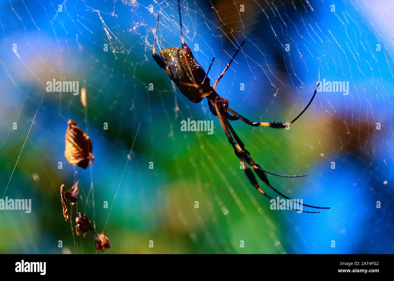 Golden Orb spider, Nephila clavipes, Araneidae, in the web, spider, animal, Costa Rica Stock Photo