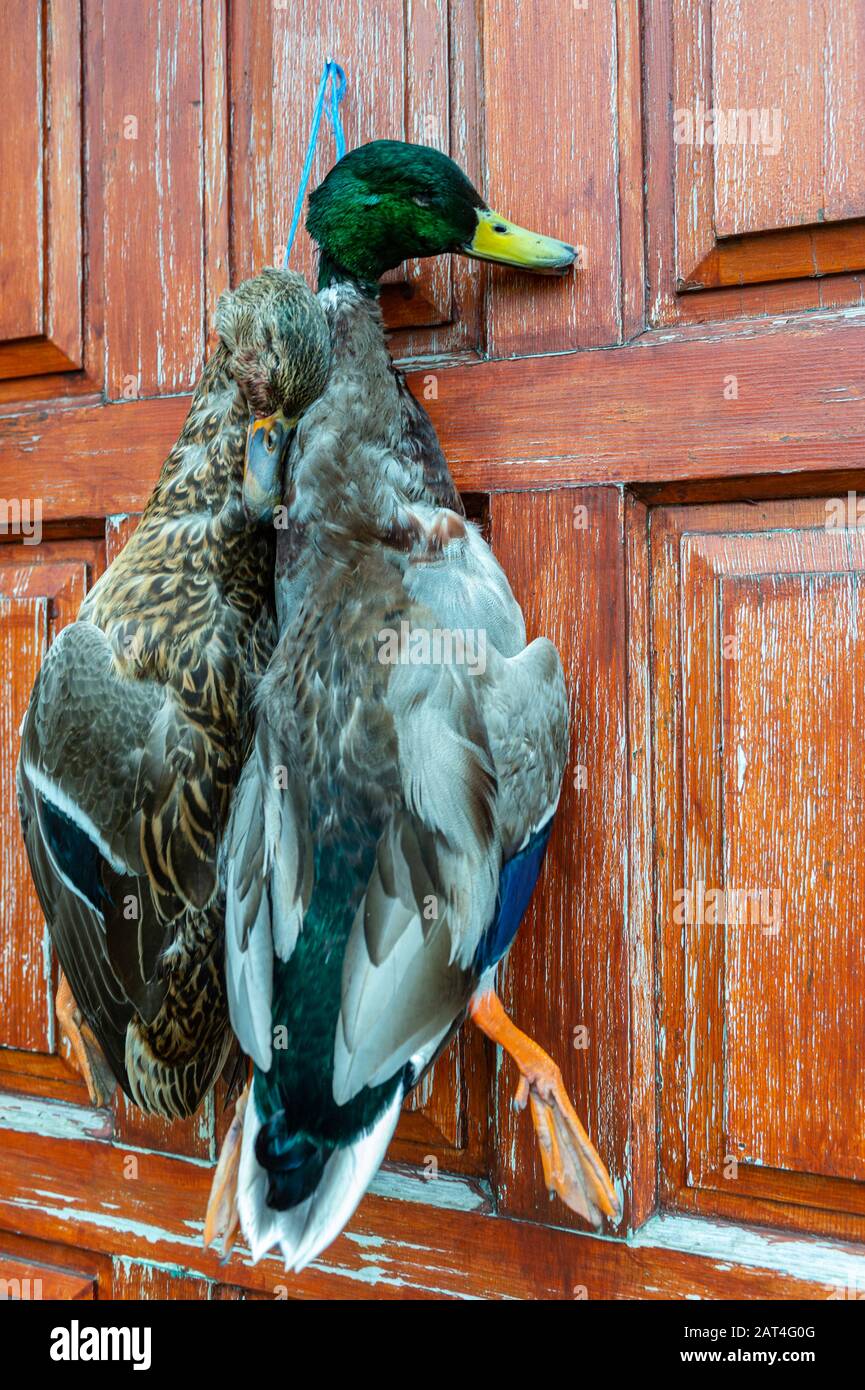 Two Mallard ducks (Anas platyrhynchos) a duck and a drake, hanging on a door following a duck shoot Stock Photo