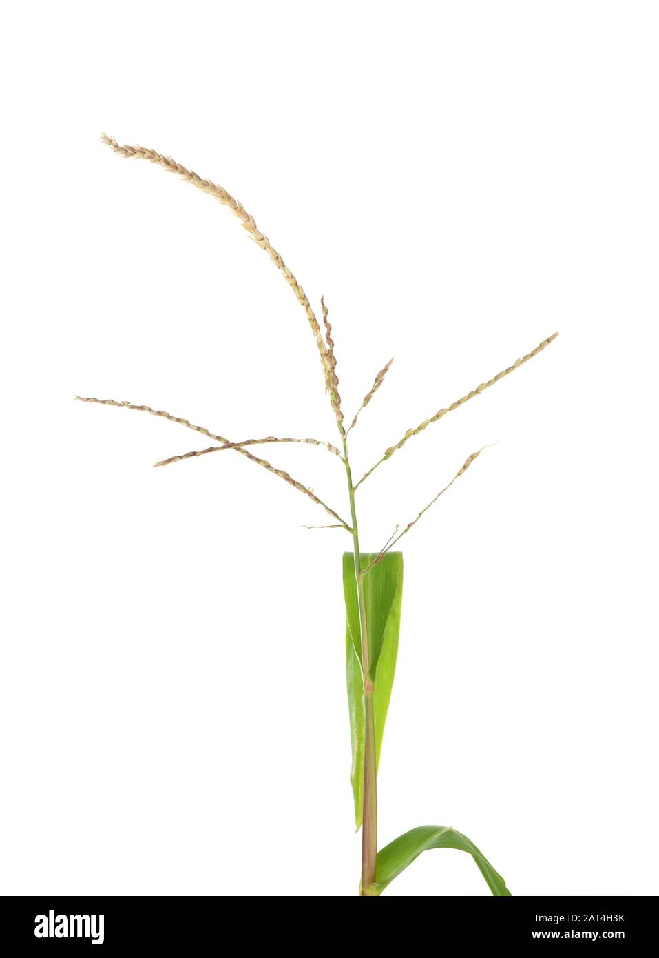 Closeup corn flower isolated on white background Stock Photo