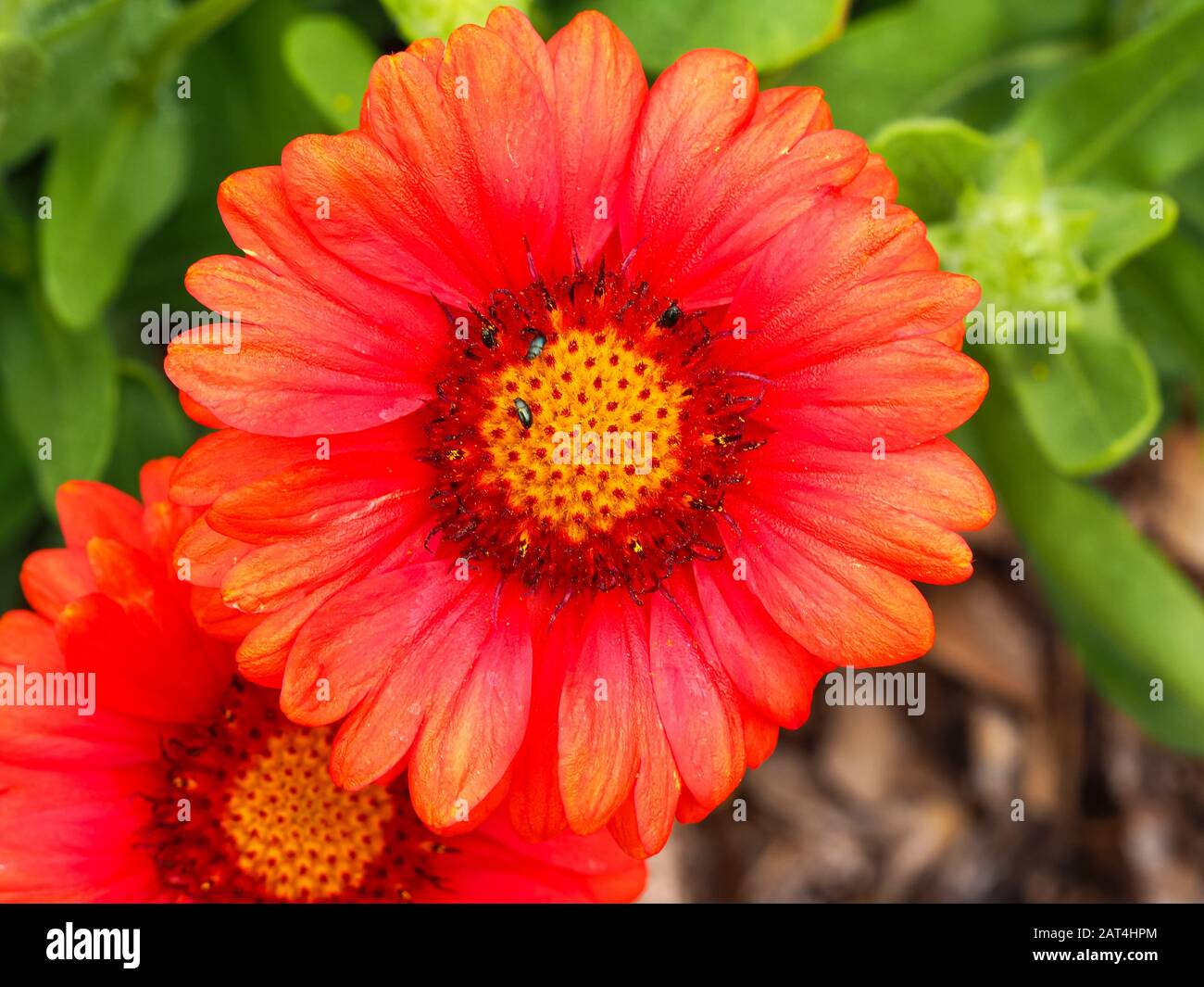 Striking orange red flower of Gaillardia x grandiflora Arizona Red Shades, known as blanket flower Stock Photo