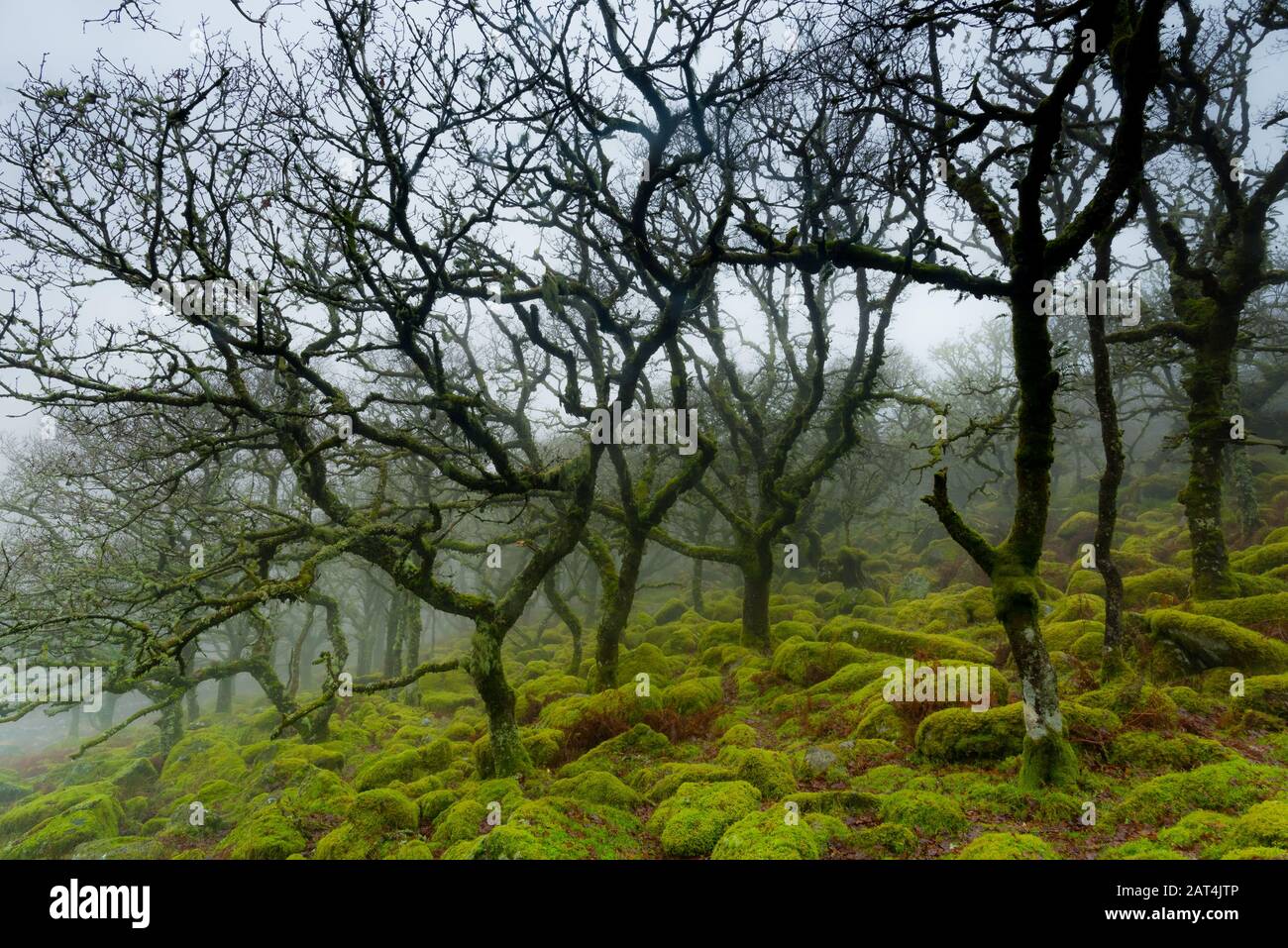Wistmans wood Dartmoor Stock Photo