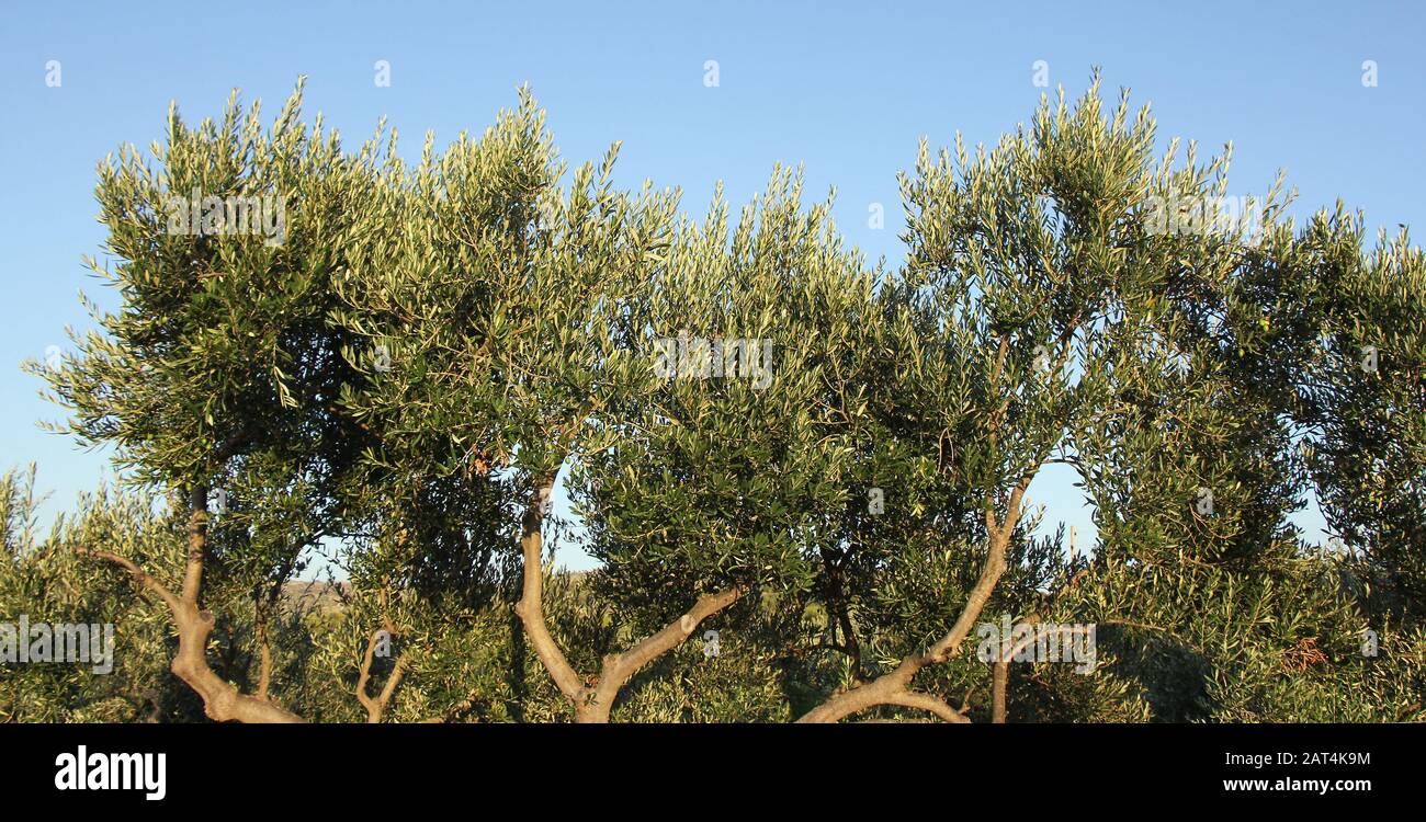 Plantation of olive trees, olive branchs with lots of olives on it Stock Photo