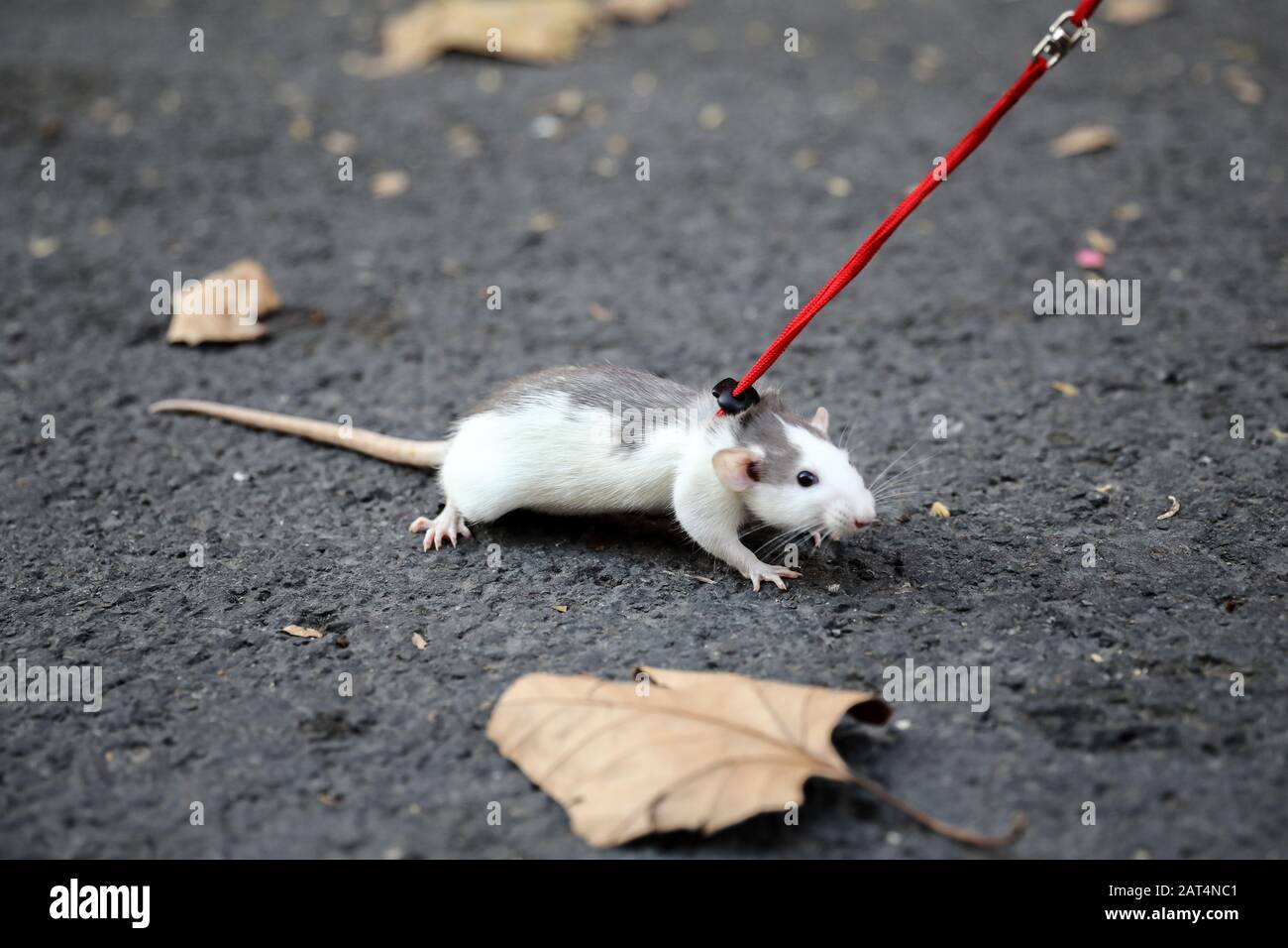 Domestic rat or fancy rat. Stock Photo