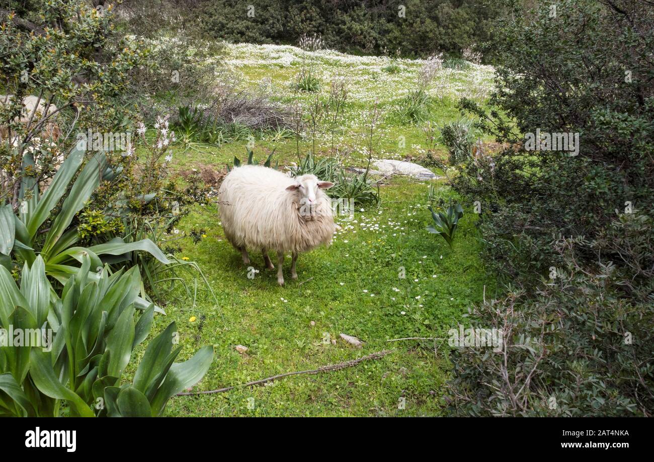 sardinia sheep with white flowers in the green grass in the landscape and nature of sardegna or sadinia Stock Photo