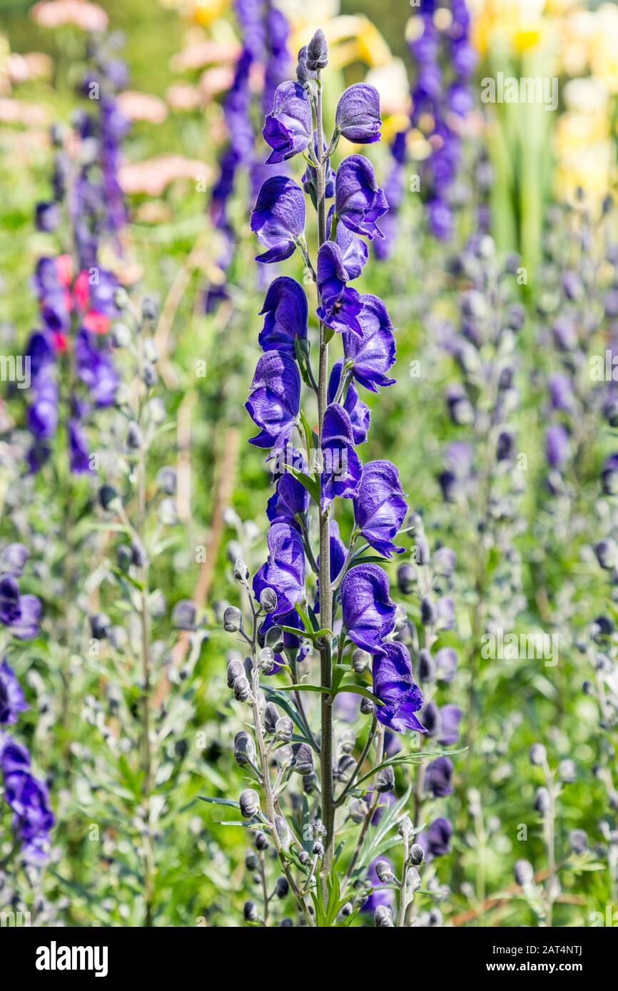 Acontium 'newry blue, flower, UK Stock Photo