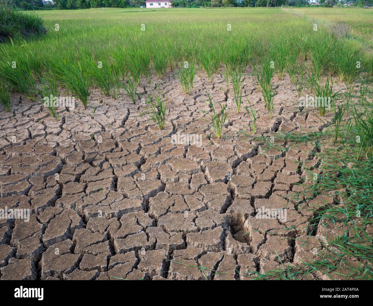 Parched and drought rice field during dry season Stock Photo Alamy