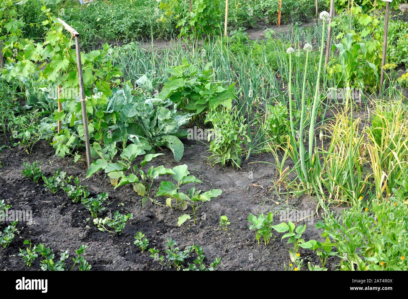organically cultivated various vegetables in the vegetable garden Stock Photo