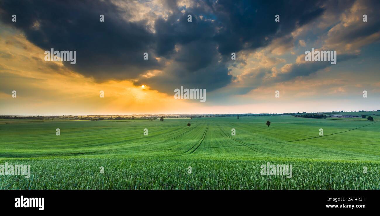 View across a wheatfield as a summer storm rolls in. Stock Photo