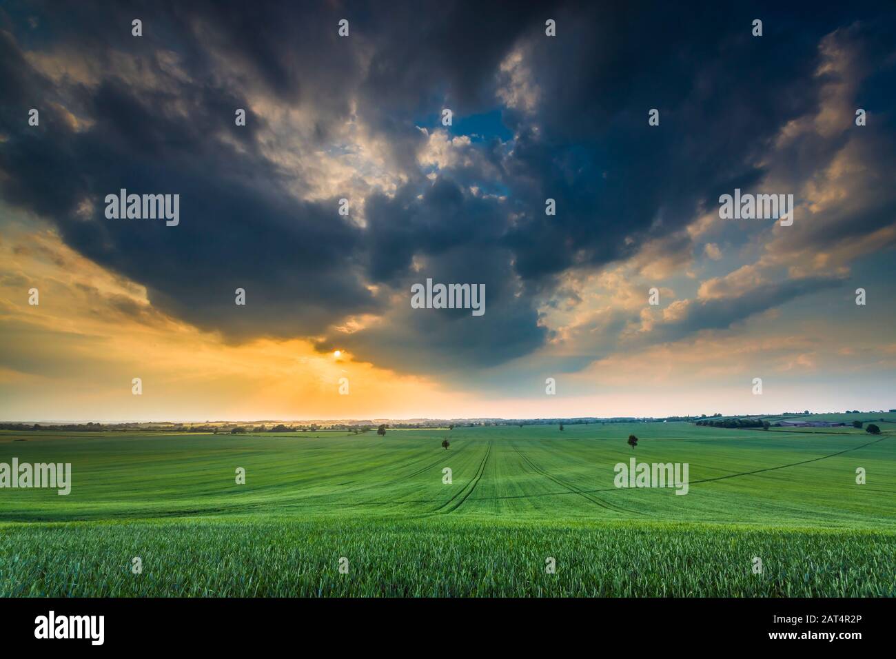 View across a wheatfield as a summer storm rolls in. Stock Photo