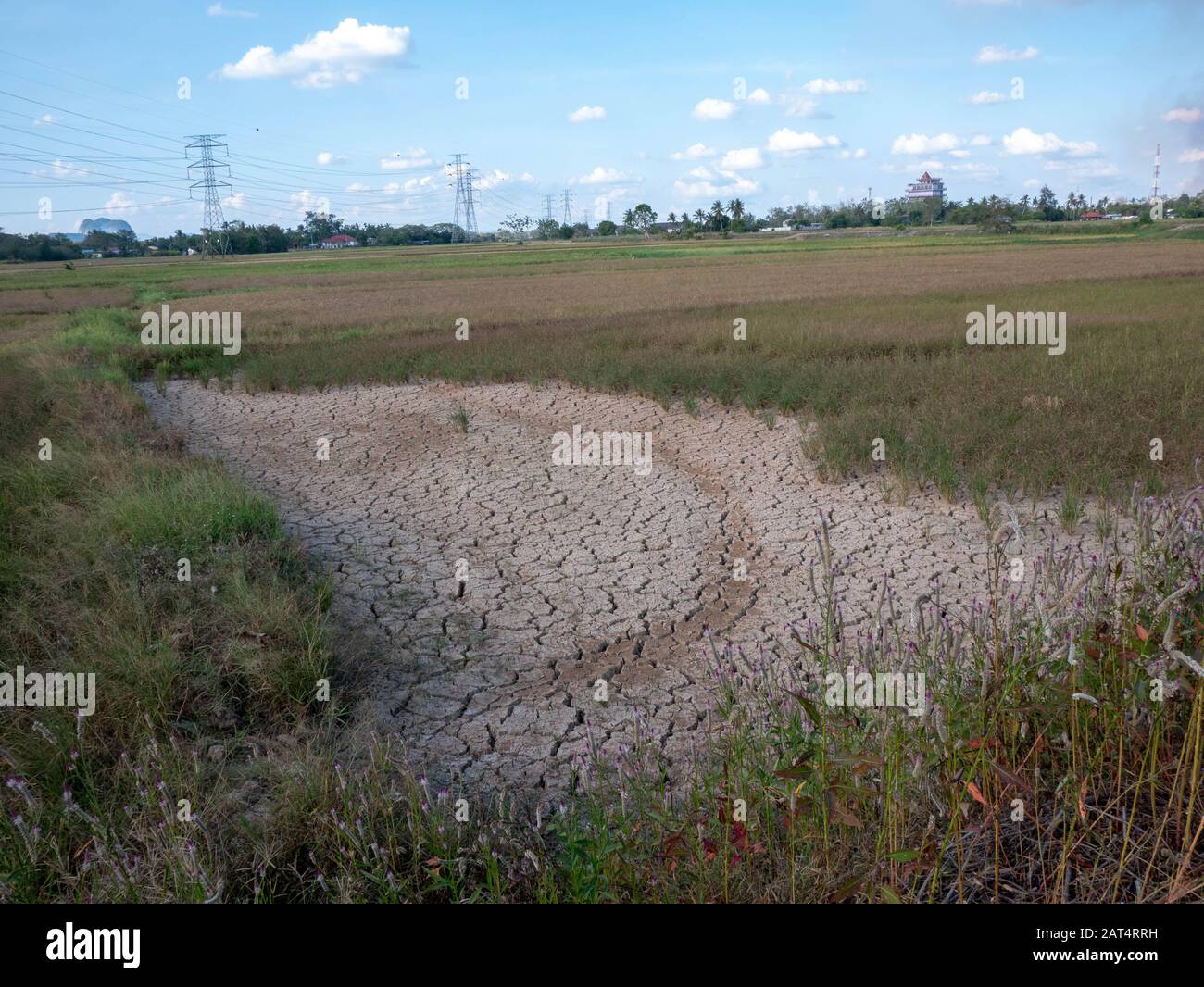Parched drought rice field hi-res stock photography and images - Alamy