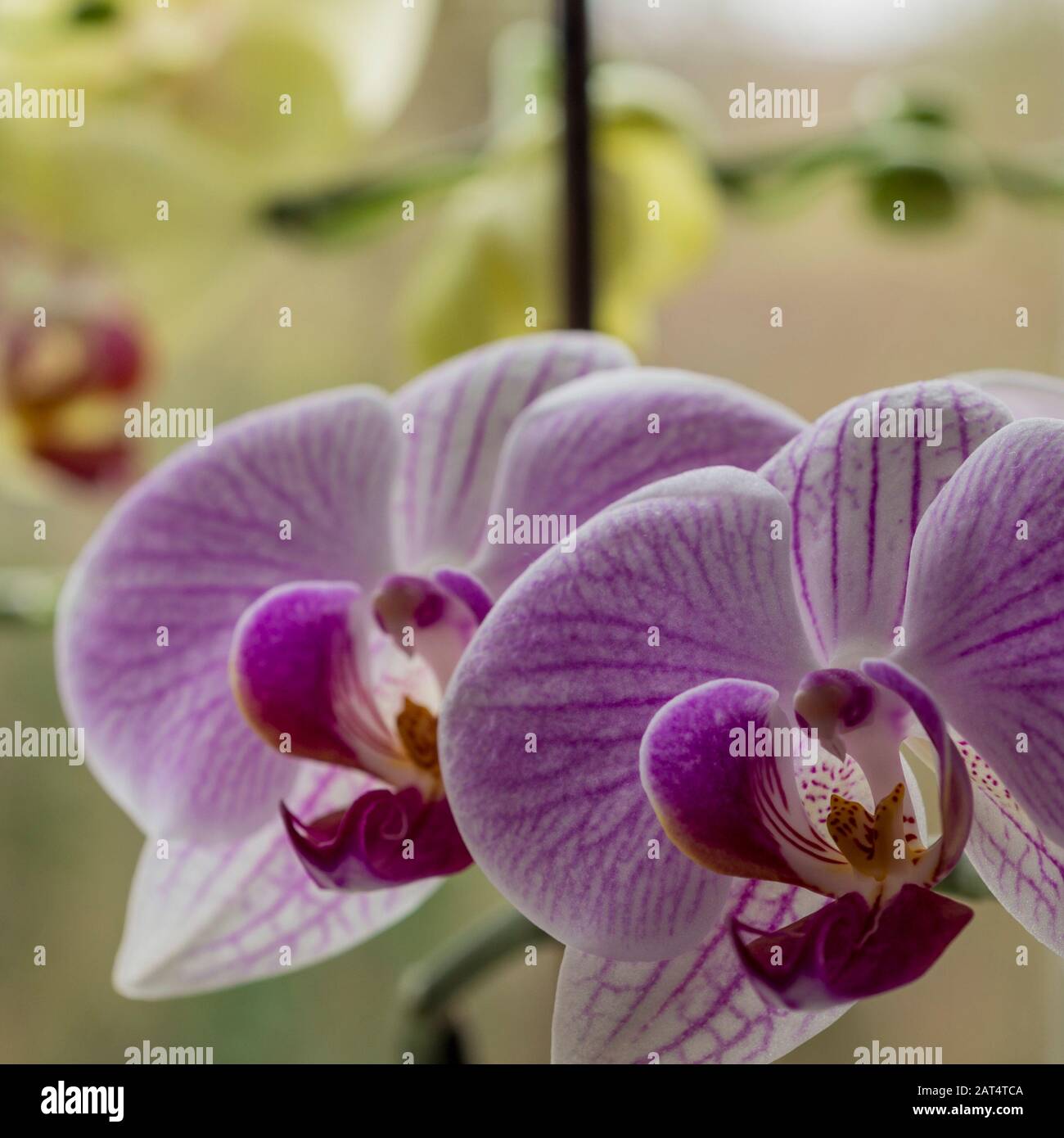 Phalaenopsis  commonly known as moth orchids Stock Photo
