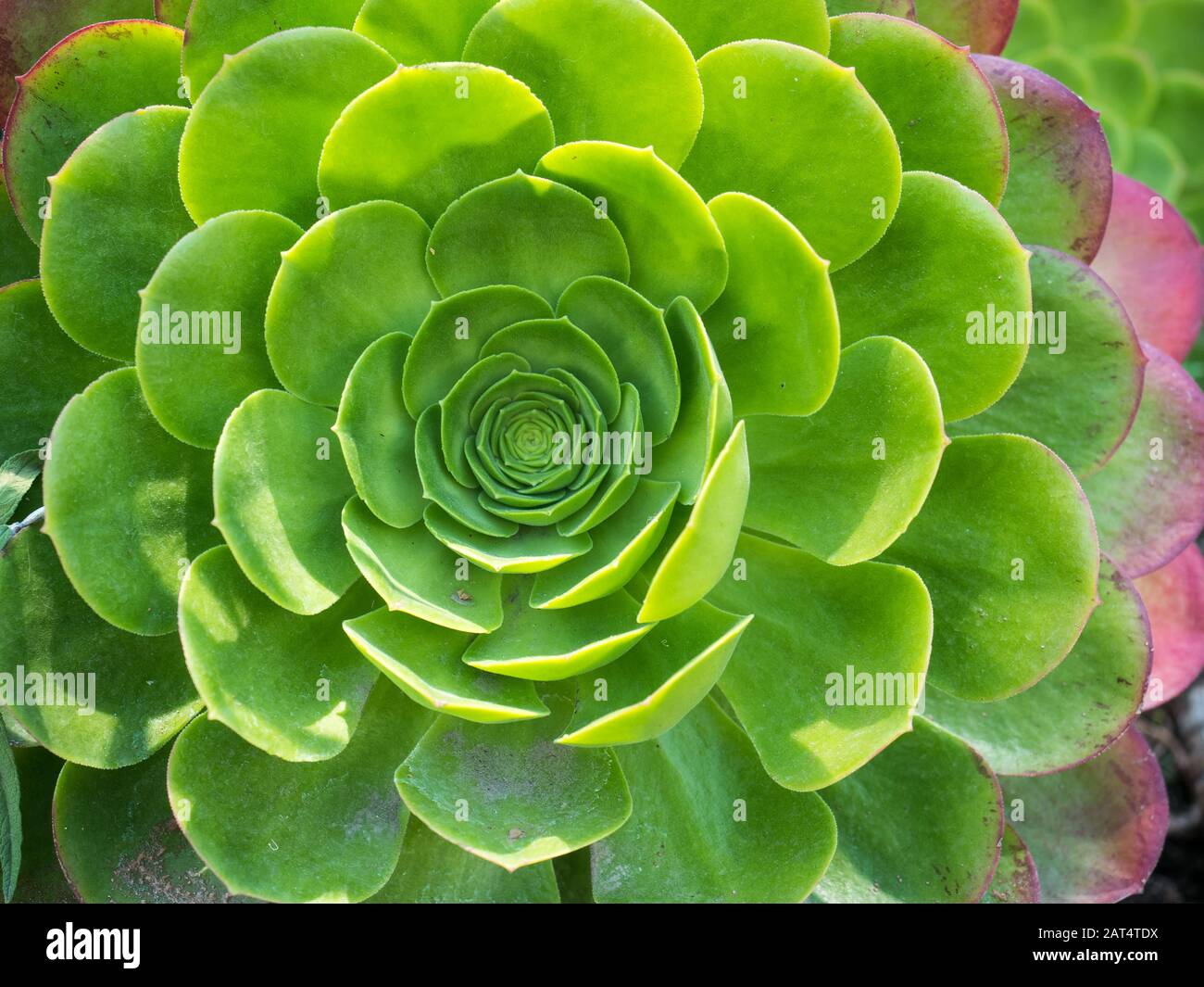 Close-up of succulent plant in Mexico City Stock Photo